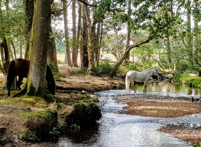 Ponies in New Forest Hampshire