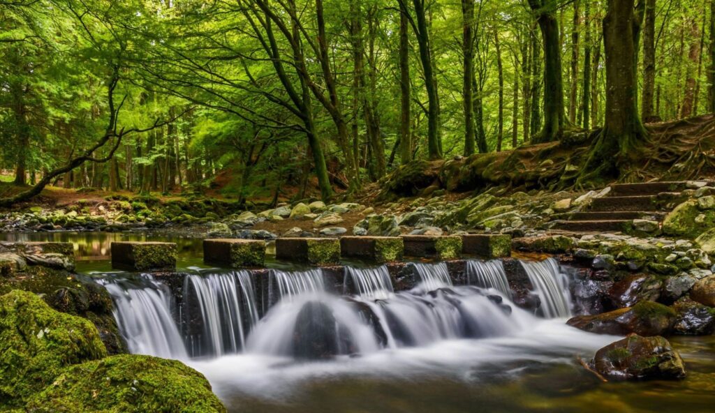 Tollymore Forest, Country Down, Northern Ireland