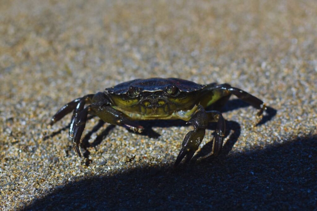 A crab on a beach in Cornwall