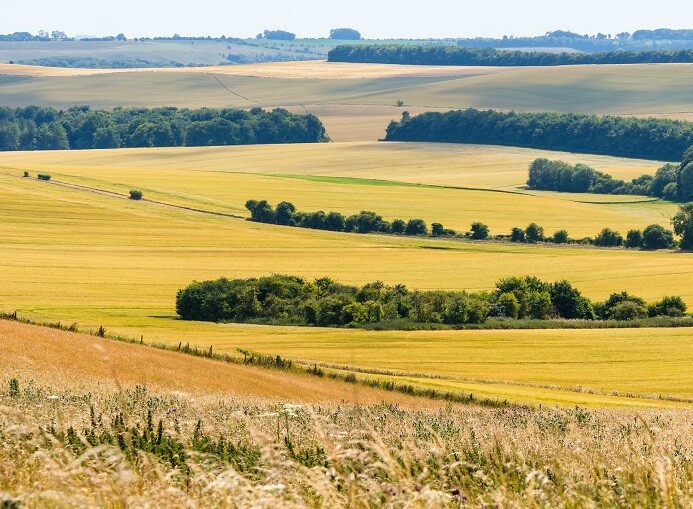 golden fields on the ridgeway
