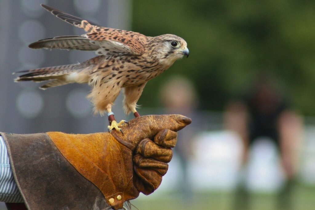 Falcon perched on a heavy leather glove held by a gloved arm, outdoors with a blurred group in the background.