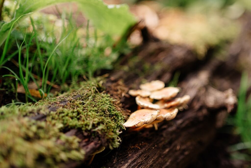 Mushrooms growing in a row on a mossy log with green plants in a forest setting.