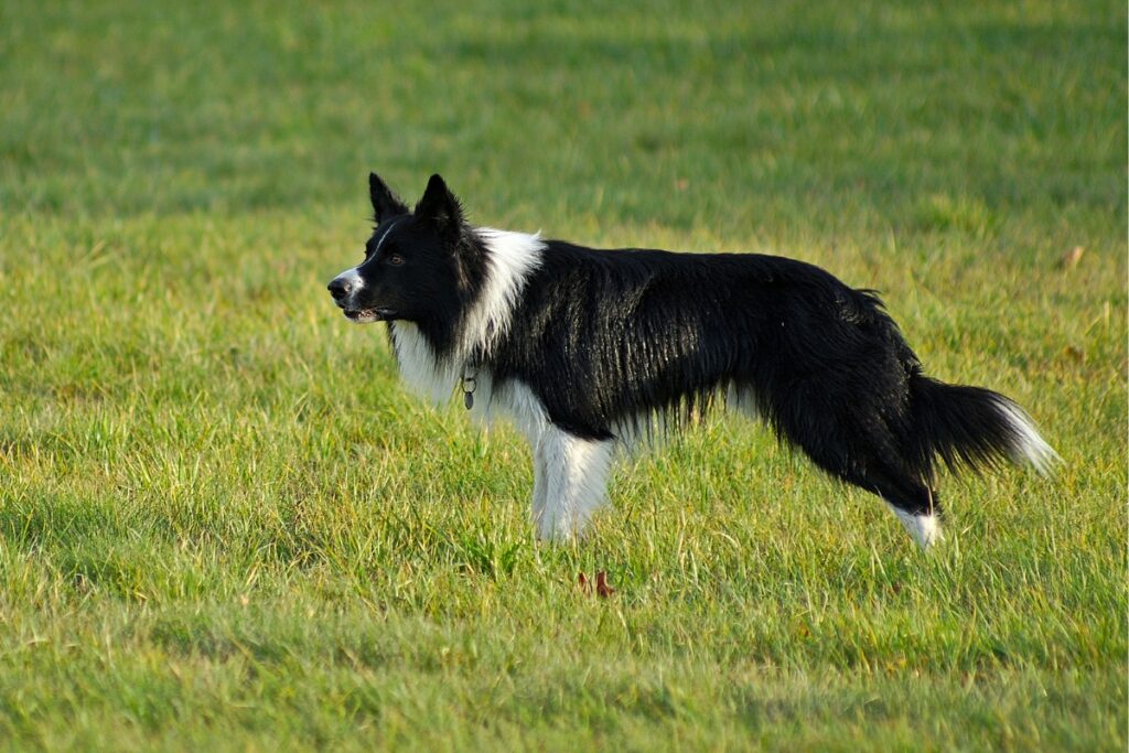 Border collie with black and white coat standing in a green grassy field, looking to the left.
