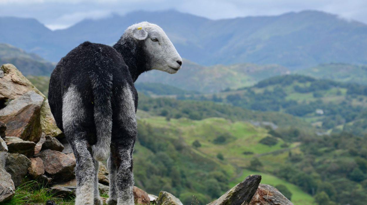 lake-district-guided-tour-gallery-4_rsz_04092025103132840jpg