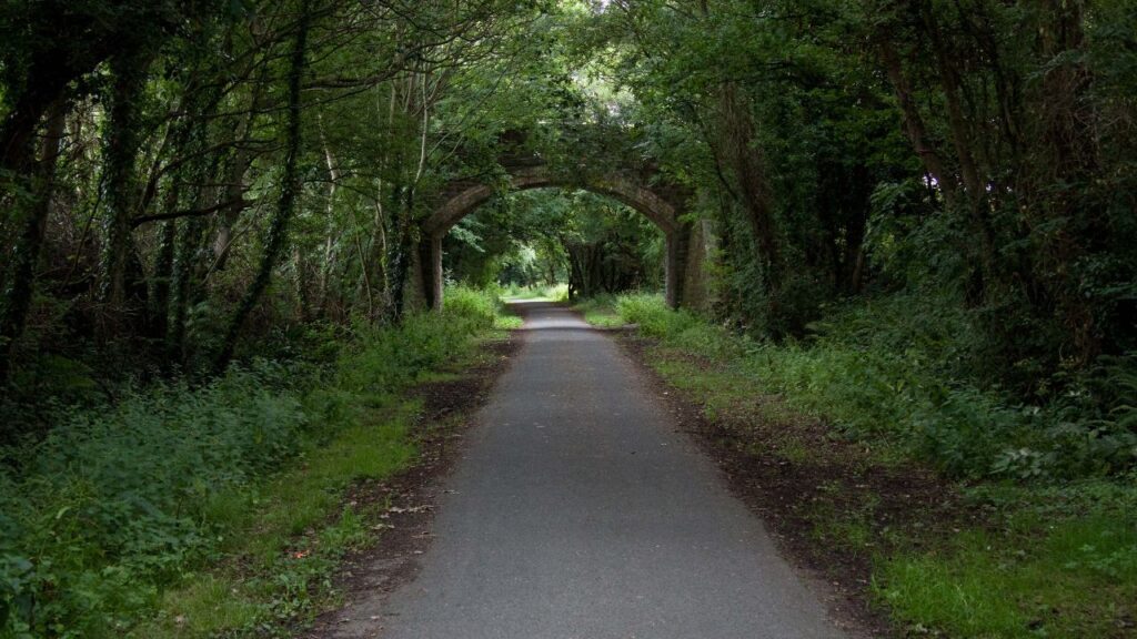 Forest on The Tarka Trail in Devon