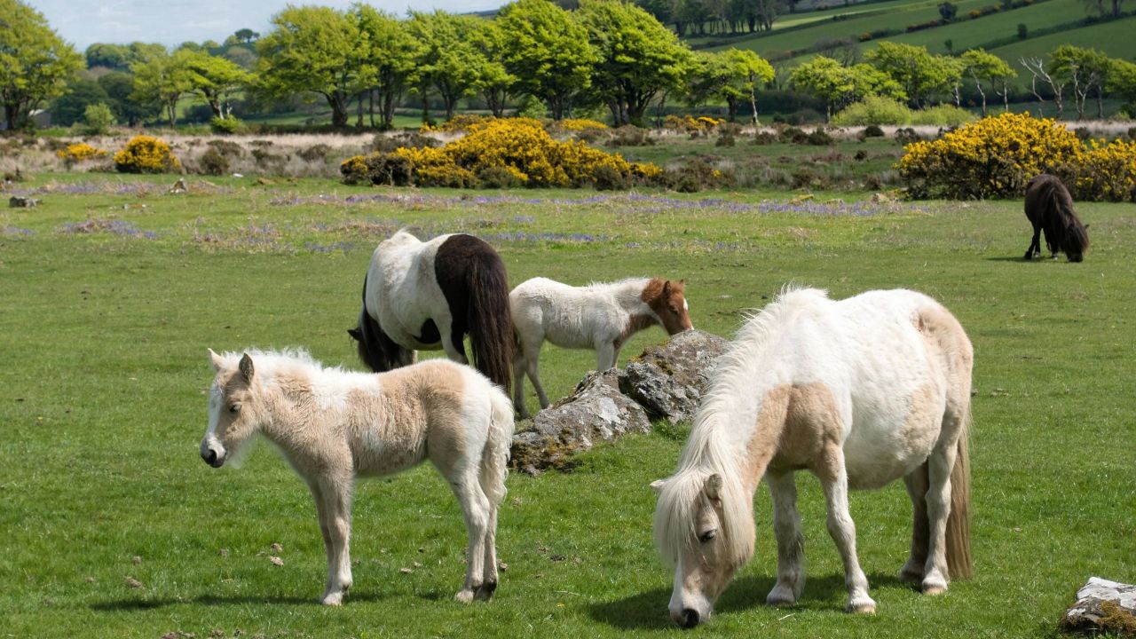 Dartmoor ponies grazing
