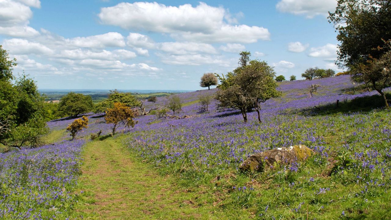 Bluebells in a field near Okehampton