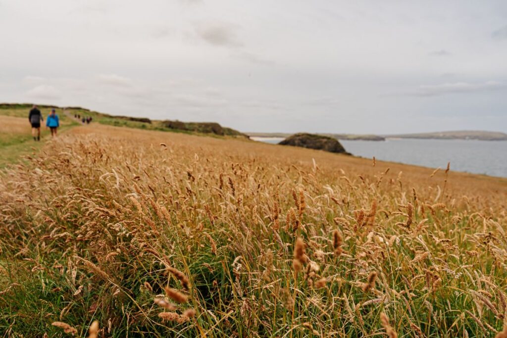 Long grass on a cliff top