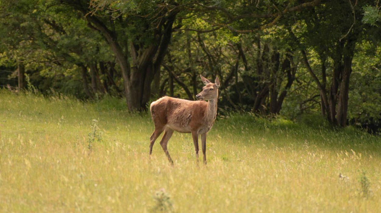 walk-the-cotswold-way-10-days-tour-gallery-7_rsz_11092025110520152jpg