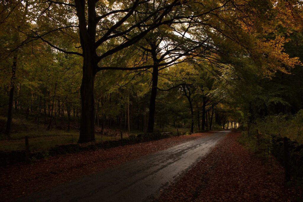 Wychwood Forest