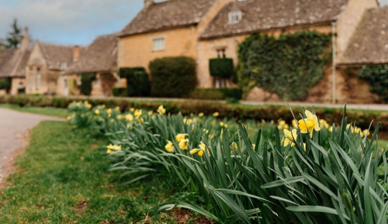 Daffodils in front of a stone house