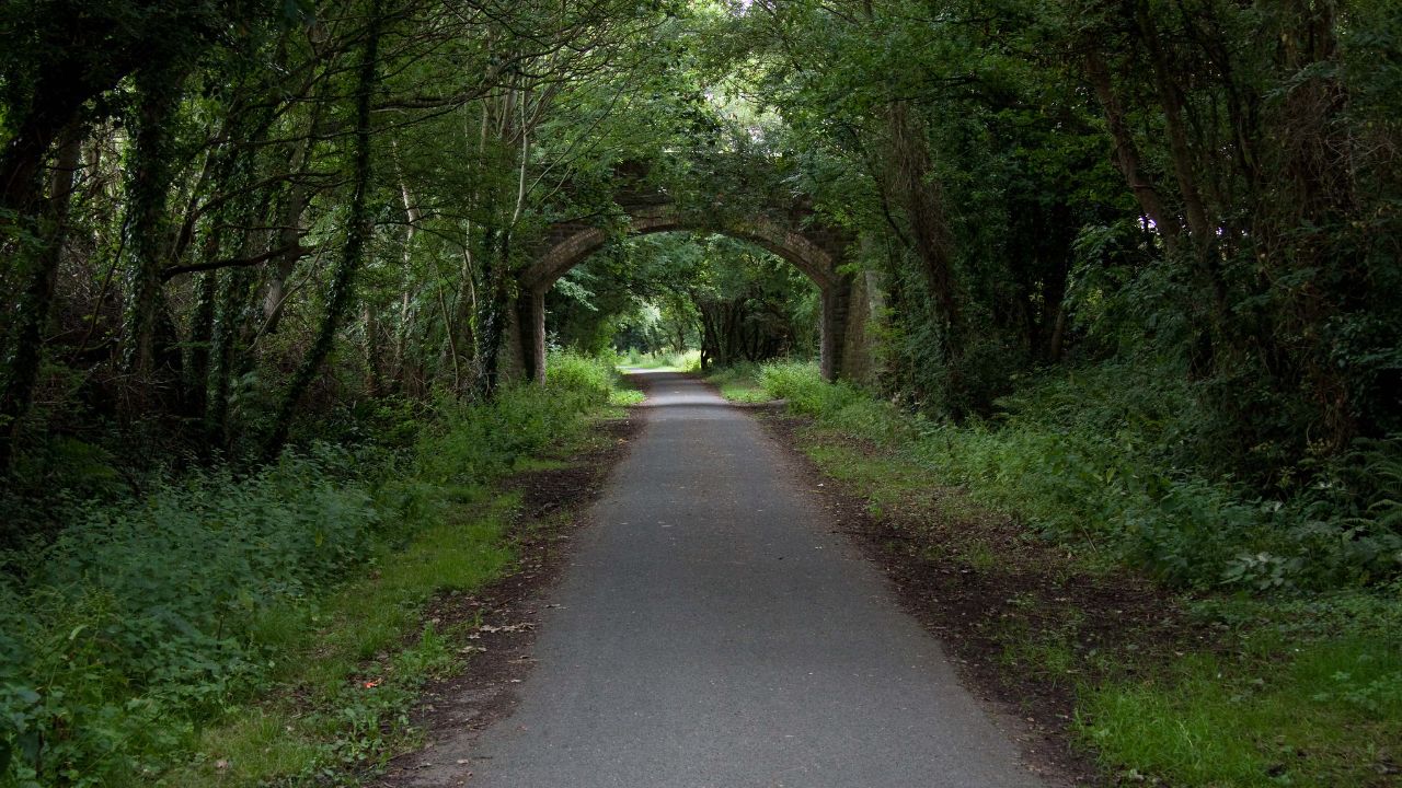 Forest on The Tarka Trail in Devon