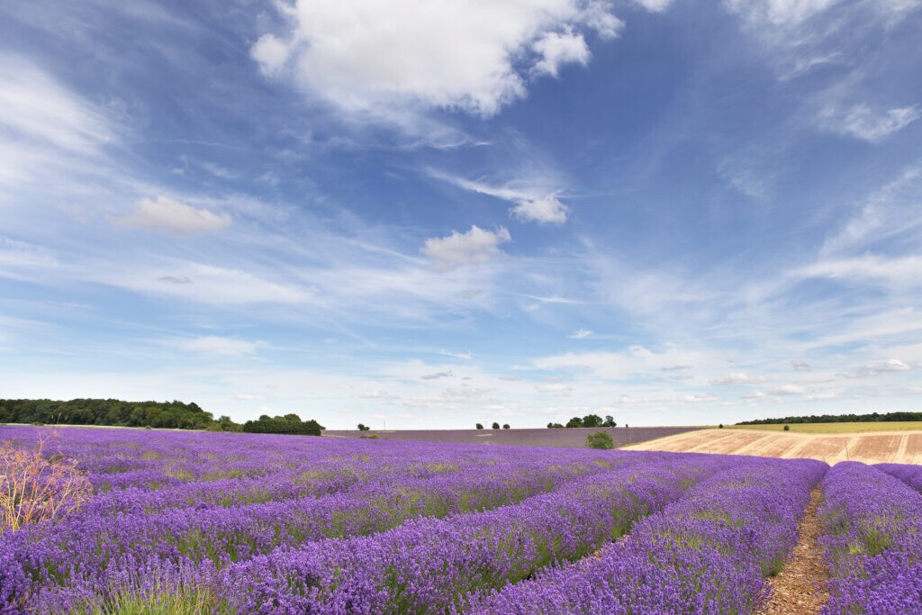 Cotswold lavender fields with blue sky and far reaching views