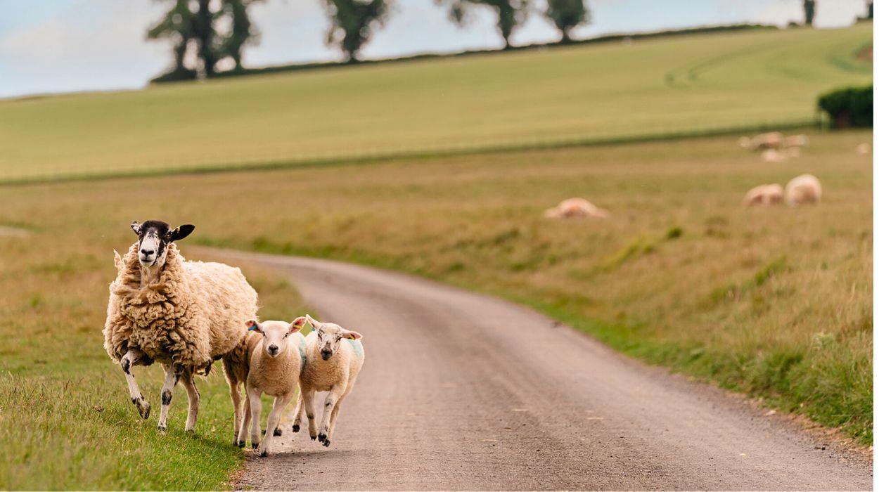 short-walk-the-cotswolds-self-guided-3_rsz_09092025080801465jpg