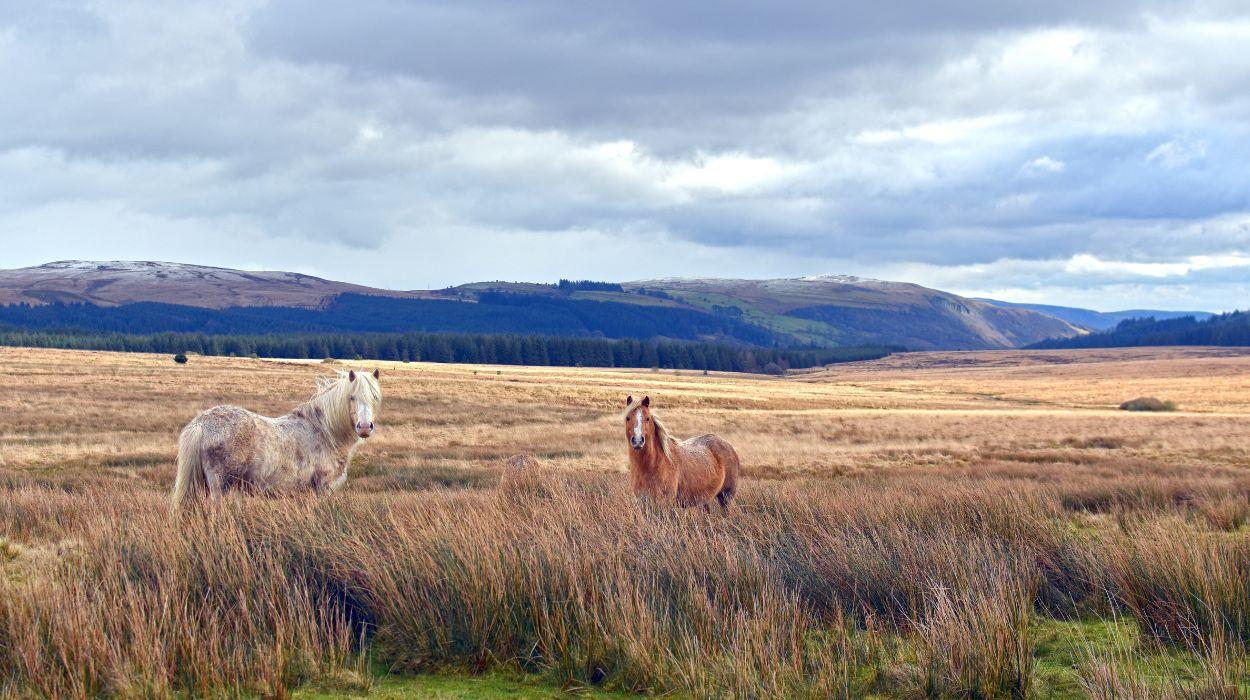 wales-wonderland-tour-gallery-3_rsz_15092025122804626jpg