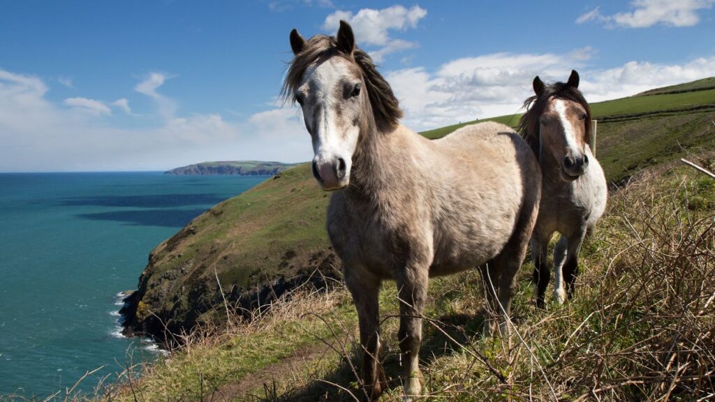 Ponies on the Pembrokeshire Coastal Path, Wales