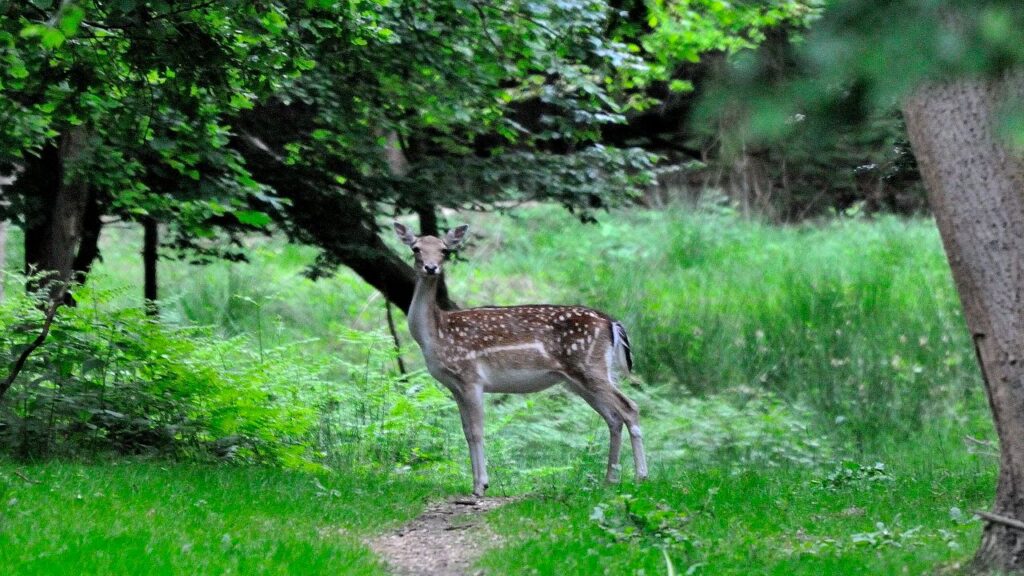 Deer on the path in Epping Forest