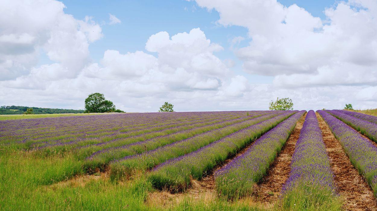 luxury-cotswold-walking-tour-7_rsz_03092025153453358jpg