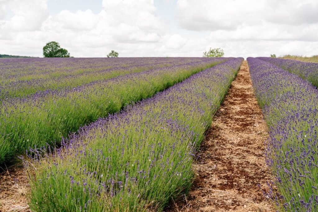 Lavender fields in the Cotswolds