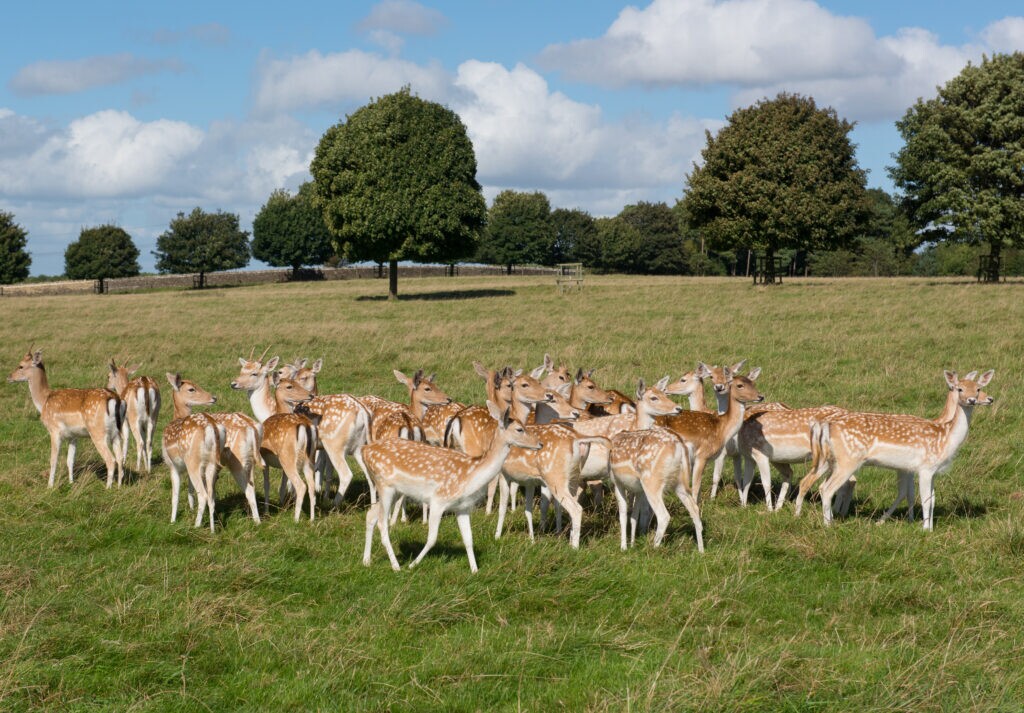 Fallow Deer in the woodland at Dyrham Park. Image: Shutterstock,