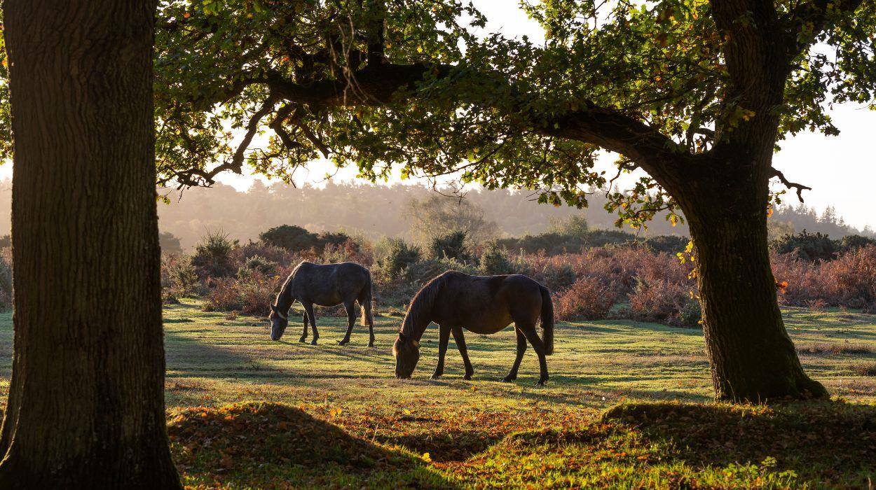 jane-austen-walking-tour-6_rsz_09102025101349840jpg